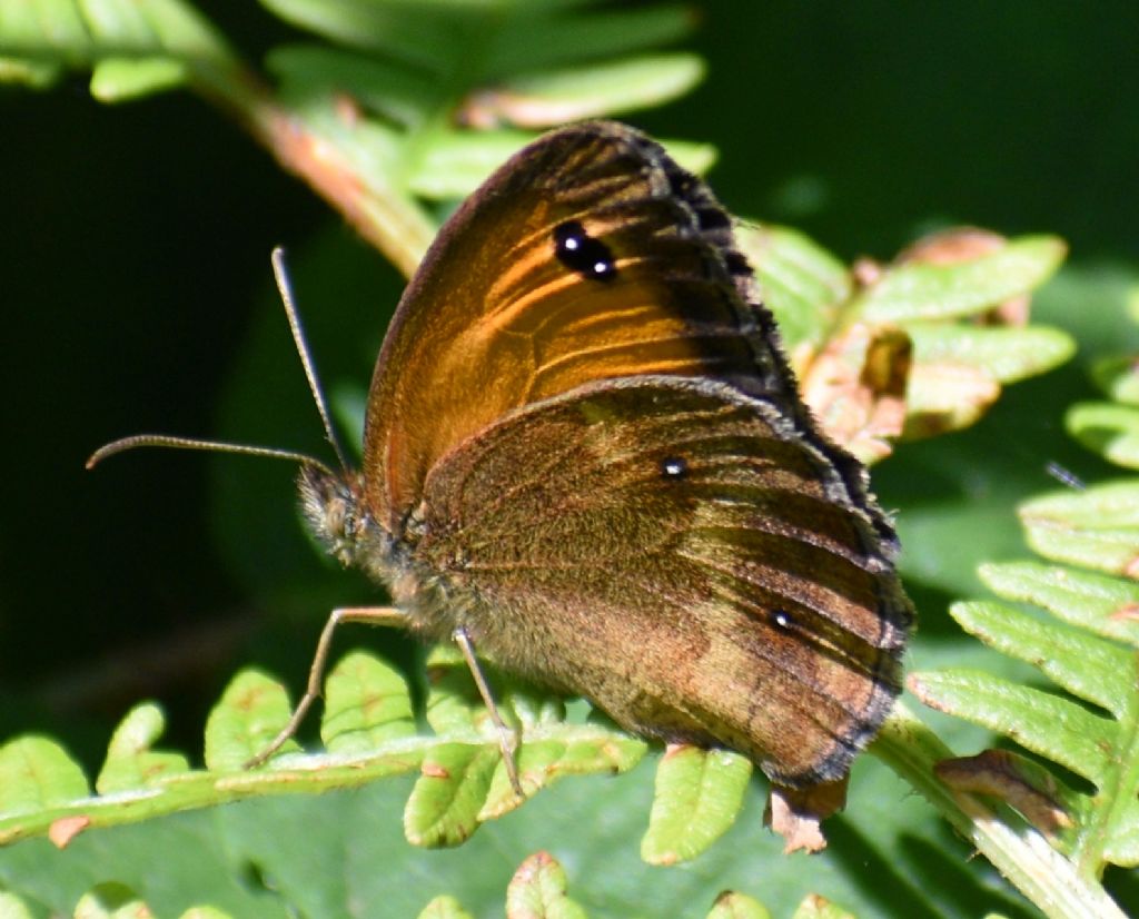 Maniola. No, Pyronia tithonus - Nymphalidae